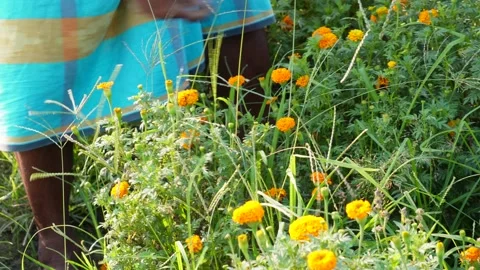 Hand in Marigold Garden Stock Footage 311719015