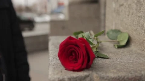 The hand of men take a rose lying on the stone steps Stock Footage 64290523