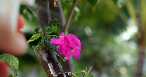 Hand misting pink bloom closeup with fine spray and glossy leaves, gardener Stock Footage 344742099
