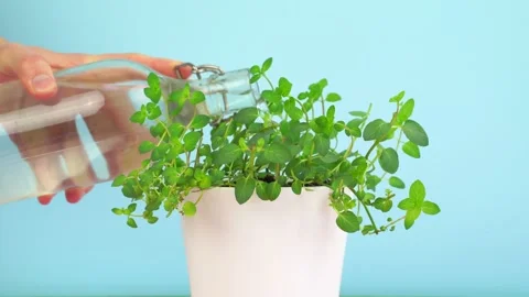 Hand model pouring water on mint plant at pastel colour background. Stock Footage 139060318