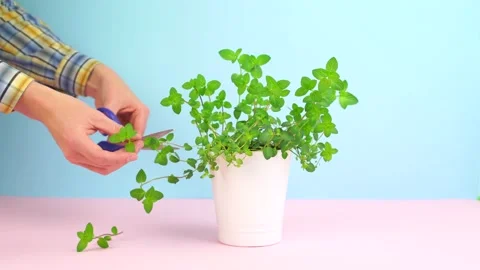 Hand model trimming mint plant at pastel colour background. Video stock 139060264