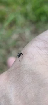 A hand from a mosquito bite. Mosquito drinks blood on the arm. Stock Photos