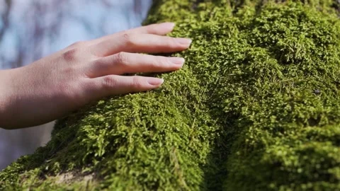 Hand on Moss Embracing Nature s Tranquility Stock Footage 310357667