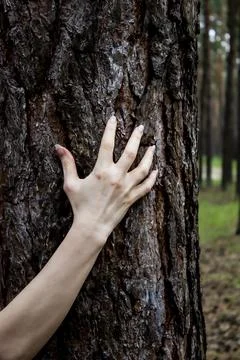 The hand move on the tree. Can be used in the scary design in horror Stock Photos