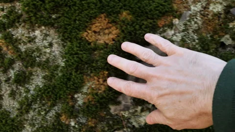Hand Moves Along Moss Covered Boulder Video stock 237411862