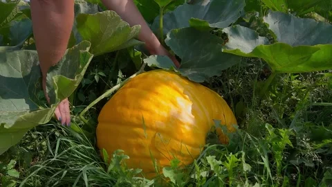 A hand moves a leaf away from a huge pumpkin in a garden bed Stock-Footage 302214629