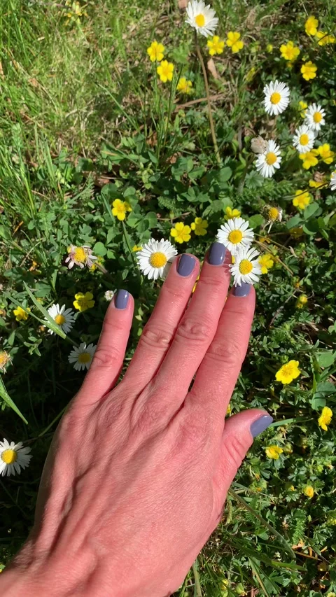 Hand moving gently over grass and yellow flowers Stock Footage 319833149