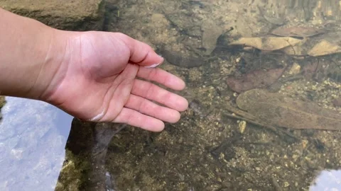 Hand moving slowly on water surface and taking clean water from small pond Video stock 280044788