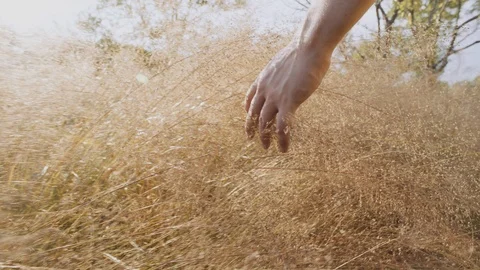 Hand moving thourgh Catails Stock Footage 93997272