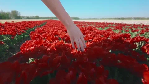 Hand Moving Through Red Tulip Flowers Close Up Stock Footage 331825034