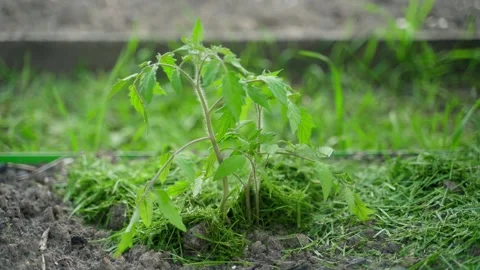 Hand mulching young tomato seedling with cut grass close-up Stock Footage 340752879