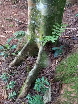 The hand of nature in the shape of a root Stock Photos