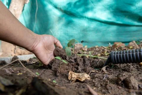 Hand nurturing green sapling with tool at farm garden outdoor Foto stock