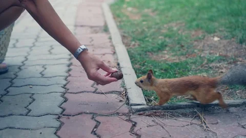 Hand With Nuts and Squirrel That Come to Eat This Food in Slow Motion. Stock Footage 114181417