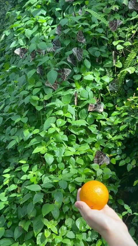 Hand offering orange fruit to cluster of brown butterflies resting on dense Stock Footage 344875971
