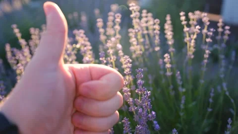 Hand ok young man tenderly holds lavender flowers summer sunset Stock Footage 201306643