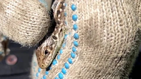 A hand in an old glove strokes a lizard on the head 库存影片 194450106