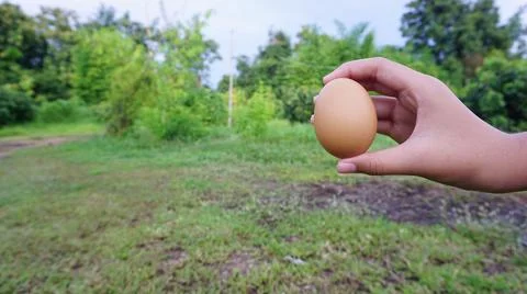 In hand, one egg is prepared for the dinner menu. Stock Photos