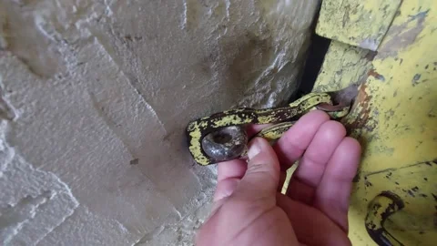 Hand opening an old rusty metal latch hook on a weathered yellow wooden door Vídeo Stock 335395273