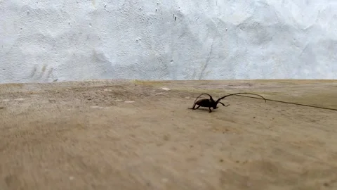 A hand opens a cup containing long-horned beetle or cerambycidae insects Stock Footage 304072483