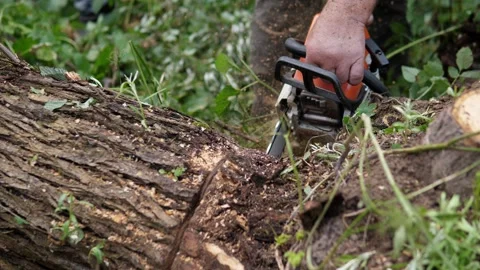 Hand operating orange and silver chainsaw cutting fallen tree trunk in dense Stock Footage 344876496