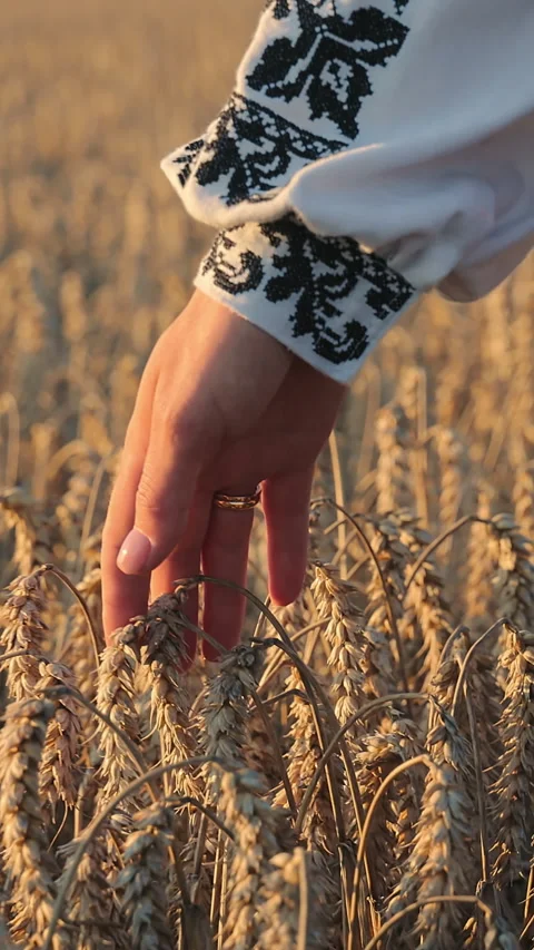Hand Over Wheat Field. Close-up of a hand touching wheat in field at sunset. Video stock 318182330