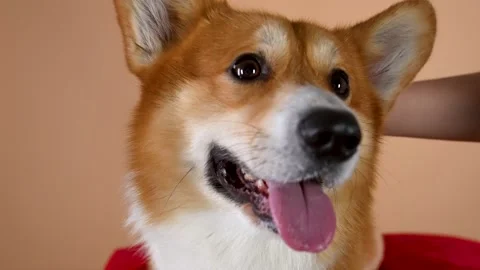 Hand of the owner stroking the Welsh Corgi Pembroke on the head in the studio on Stock Footage 147530217