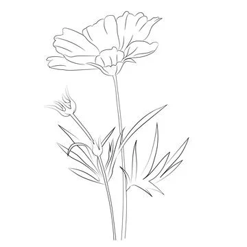Hand-painted cosmos wall decor, vector sketch, pencil art fresh Cosmos flower Stock Illustration