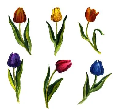 Hand painted floral elements set. Watercolor botanical illustration of eucaly Stock Illustration