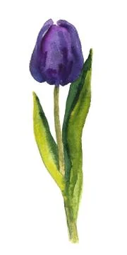 Hand painted floral elements set. Watercolor botanical illustration of eucaly Stock Illustration