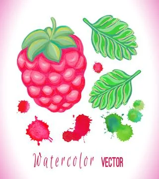 Hand painted raspberry isolated on white background Stock Illustration
