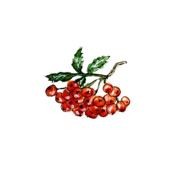 Hand painted rowan berries Stock Illustration