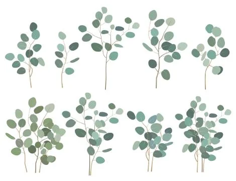 Hand painted silver dollar eucalyptus elements, branches and bouquets, isolat イラスト素材
