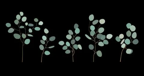 Hand painted silver dollar eucalyptus elements. Floral illustration with roun Stock Illustration