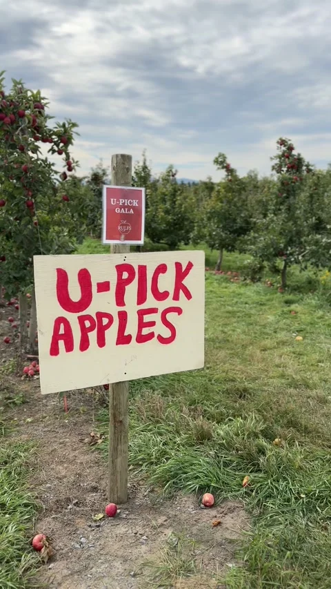 Hand-painted U-Pick Apples sign in an orchard with rows of apple trees Stock Footage 346495106