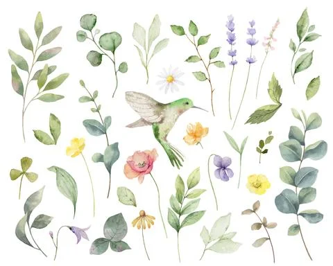 Hand painted vector watercolor set of herbs, flowers and hummingbird. Stock Illustration