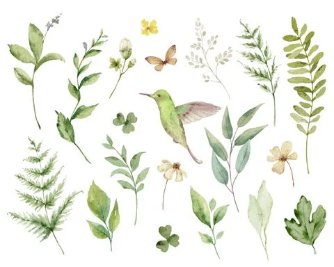 Hand painted vector watercolor set of herbs, flowers and hummingbird. Stock Illustration