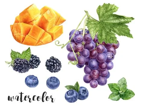 Hand-Painted Watercolor Grape, Mango, Mint, Blueberry, and Blackberry Botanical Stock Illustration