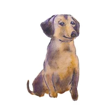 Hand painted watercolor illustration: Dachshund dog breed. Sketch Stock Illustration