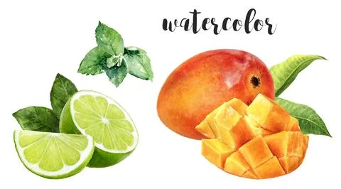 Hand-Painted Watercolor Mango, Lime, and Mint Botanical Illustration Stock Illustration