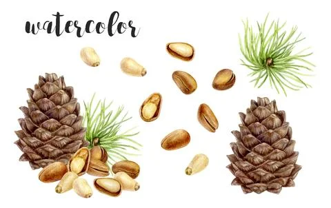 Hand-Painted Watercolor Pine Cone with Nuts and Needle Branch Botanical Stock Illustration