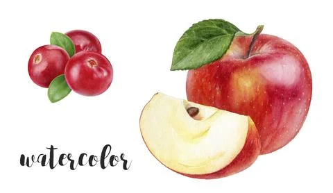 Hand-Painted Watercolor Red Apple and Lingonberries Botanical Illustration Stock Illustration