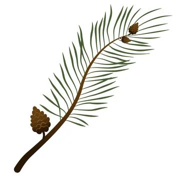 Hand-painted winter plants. Illustrations of an evergreen pine branch. Stock Illustration