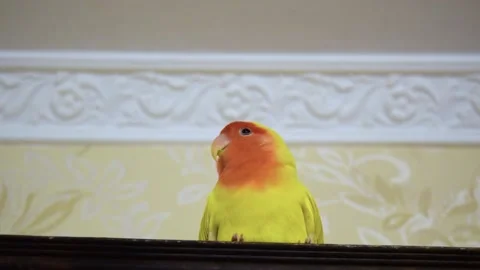 Hand parrot sits on a brown frame from a picture on the background of the wall 動画素材 181187481