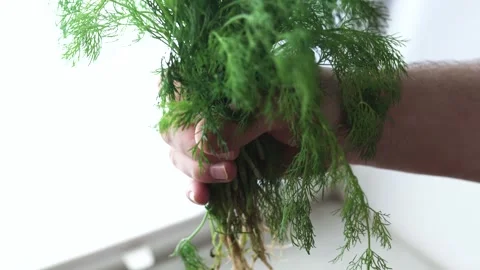 Hand with parsley at a window. Window garden concept. Video stock 315590474