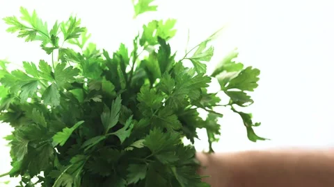 Hand with parsley at a window. Window garden concept. Stock-Footage 315590544