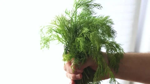 Hand with parsley at a window. Window garden concept. 스톡 동영상 315590561