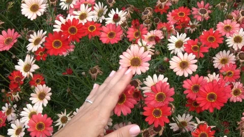 Hand Passing On Red Daisies Stock Footage 95137103