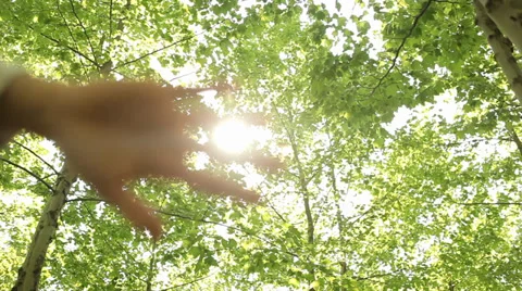 Hand passing through sun rays with green leafs and trees background Stock Footage 37932786