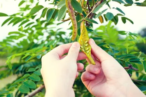 Hand with pea Stock Photos
